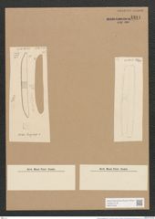 Nitzschia senegalensis Grun. (de-Toni-Nr.: Genus 47, Species 2142) Zeichnungen Sammlung Grunow Nr. 4311 (NHMW-BOT-W0372336)